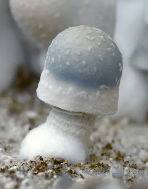 Albino Penis Envy (APE) Magic Mushrooms - Image 2