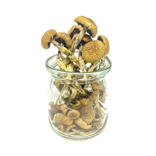 buy dried magic mushrooms online wisconsin usa