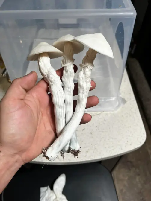White Albino Avery Mushrooms (Premium Quality) - Image 2