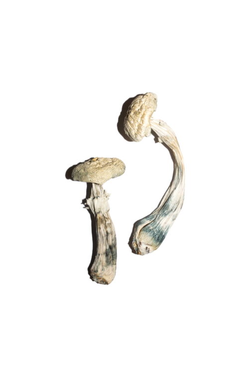 white albino mushroom in UK