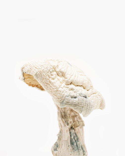 Albino magic mushroom for sale perth