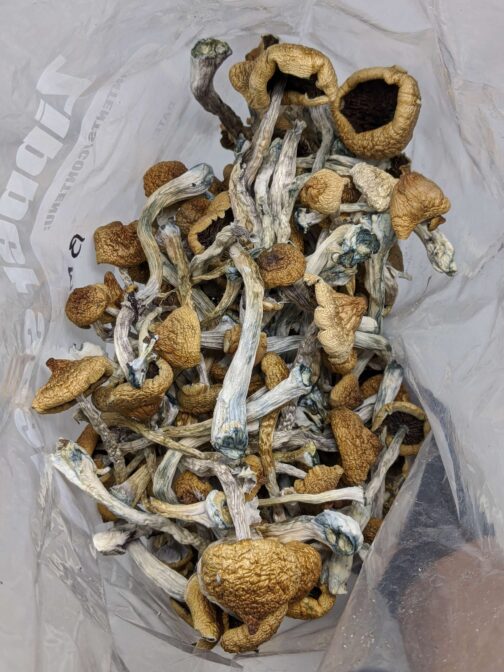 Order Blue Meanie Magic Mushrooms – Magic Mushroom kit - Image 2