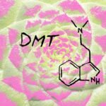 Which Common Plants Contain DMT?