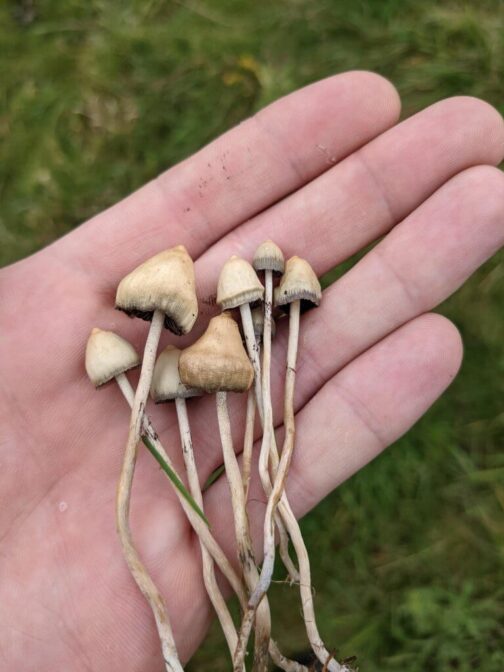 Liberty Cap for sale in califonia