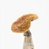 buy golden teacher mushroom