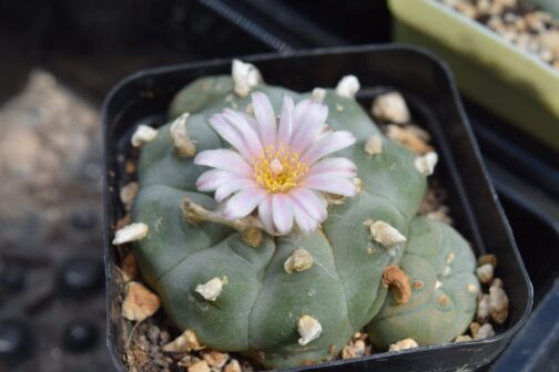 Lophophora Williamsii (Peyote) Cactus