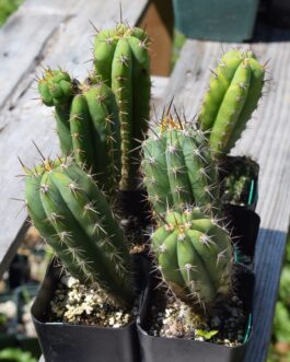 Trichocereus Peruvianus Matucana | Peruvian Torch Cactus