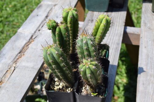 Trichocereus Peruvianus Matucana | Peruvian Torch Cactus
