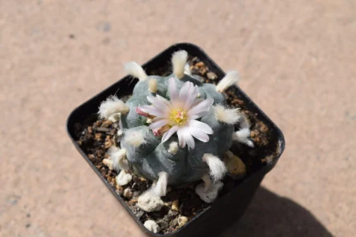 Lophophora Williamsii (Peyote) Cactus | Pick Your Own Specimen - Image 3