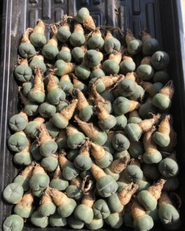 Lophophora Williamsii Cactus | Wholesale