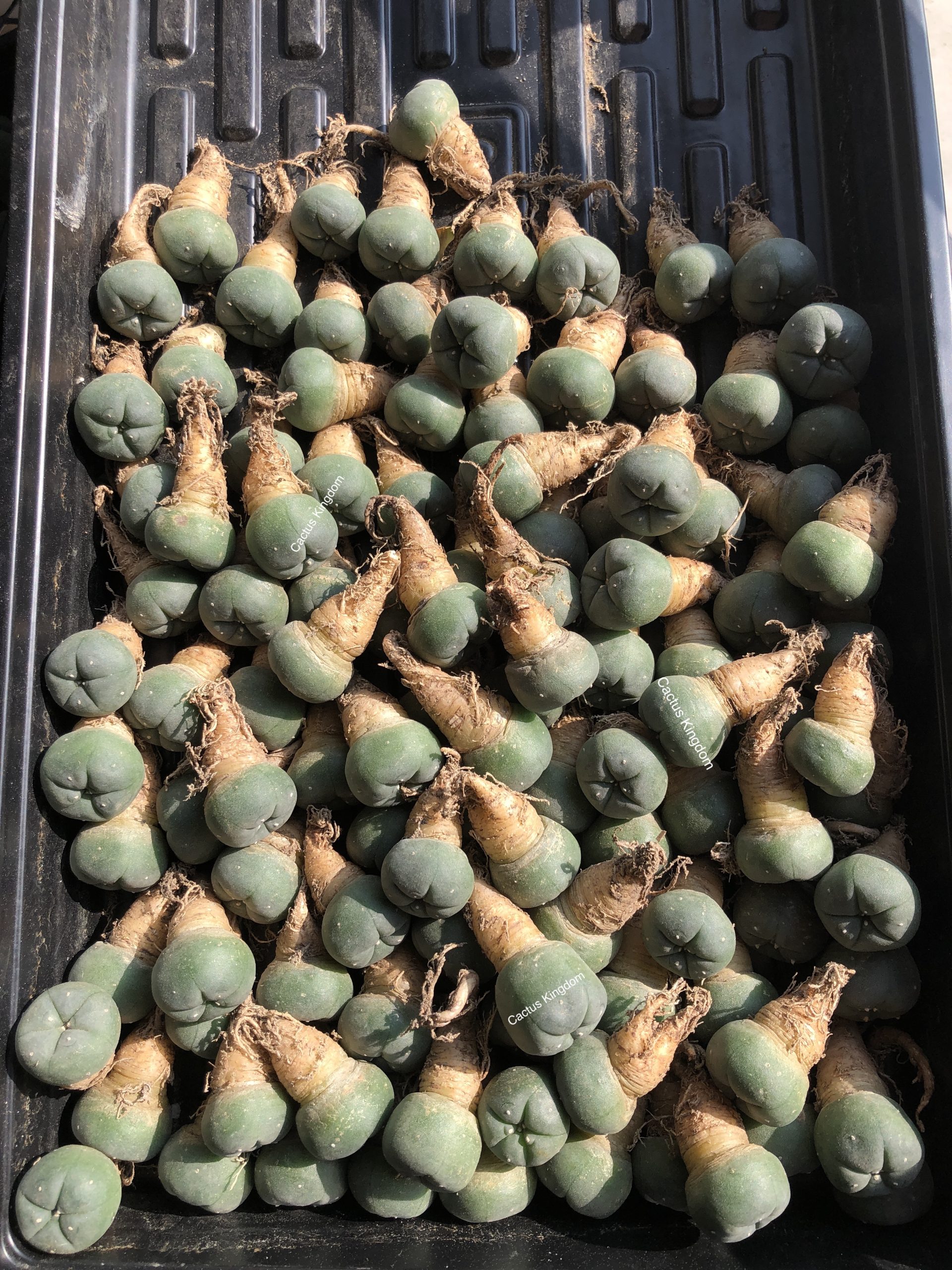 Lophophora Williamsii Cactus | Wholesale