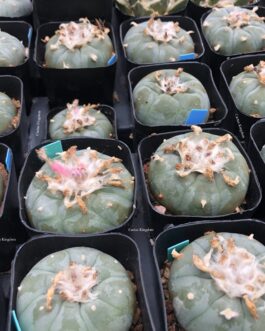Lophophora Williamsii Cactus | Wholesale