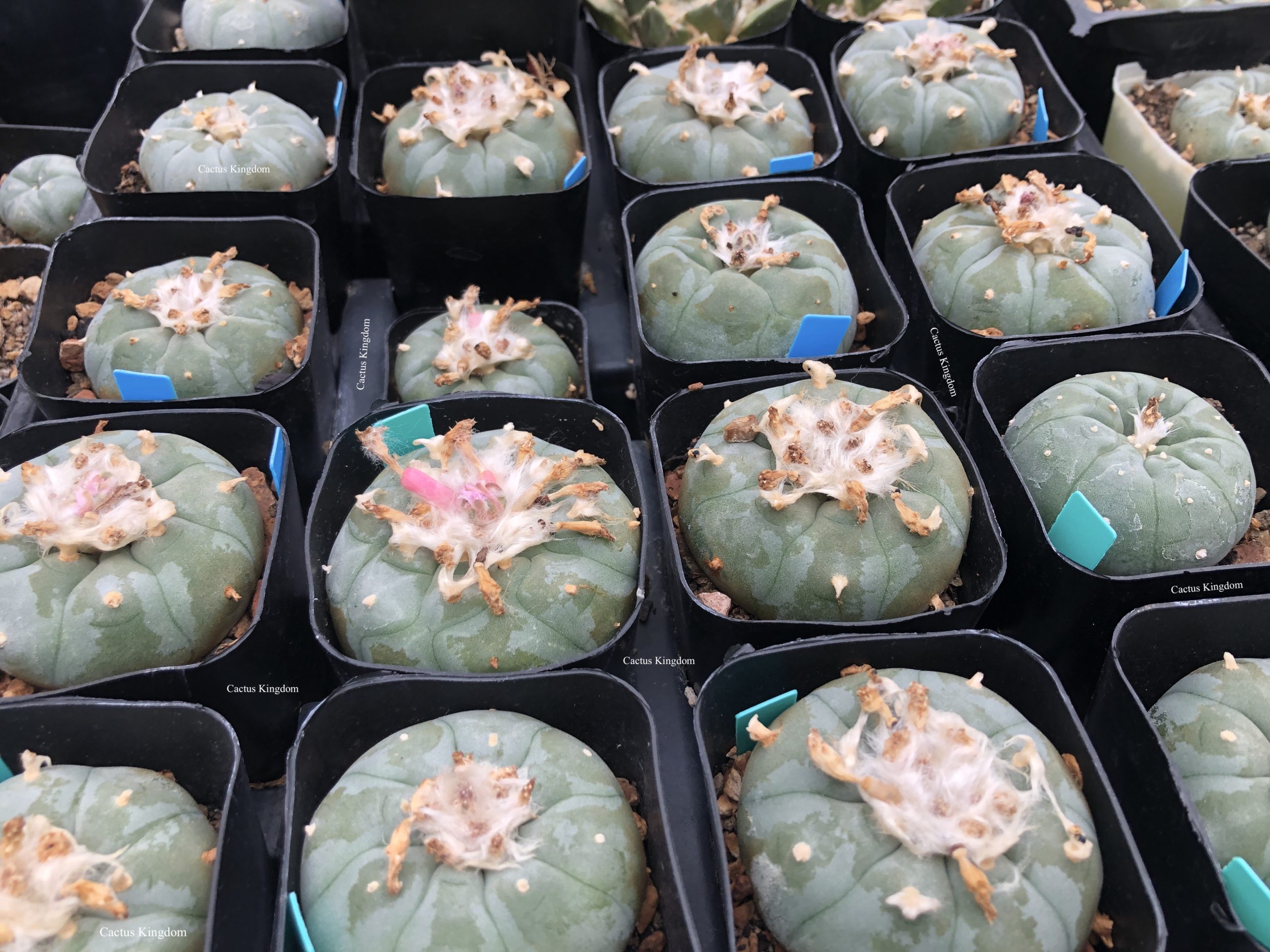 Lophophora Williamsii Cactus | Wholesale