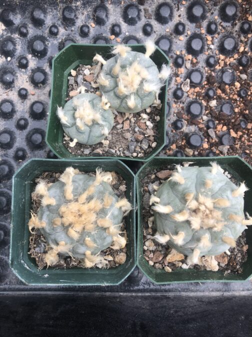 Lophophora Williamsii (Peyote) Cactus | Pick Your Own Specimen - Image 4