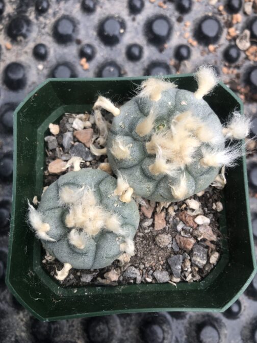 Lophophora Williamsii (Peyote) Cactus | Pick Your Own Specimen