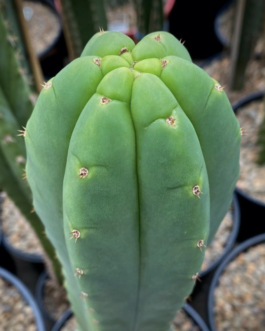 San Pedro | Trichocereus Pachanoi Cactus Seeds