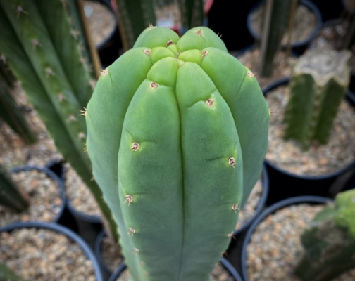 San Pedro | Trichocereus Pachanoi Cactus Seeds