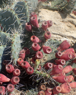 Cold Hardy Cactus | Opuntia Phaeacantha