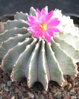 Geohintonia Mexicana Cactus