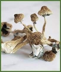 magic mushrooms online Canada