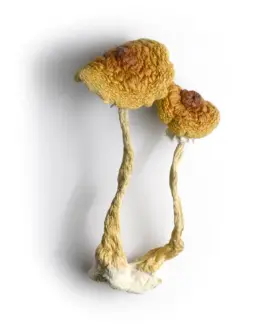 brazilian Magic Mushrooms canada