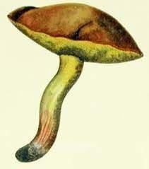 Suillus Granulatus mushroom australia