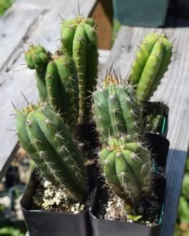 Trichocereus Peruvianus Matucana | Peruvian Torch Cactus